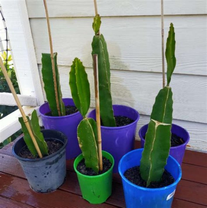 Can you grow a dragon fruit plant indoors?