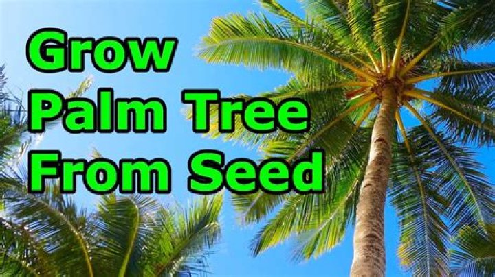 Can you grow a palm tree in Oklahoma?