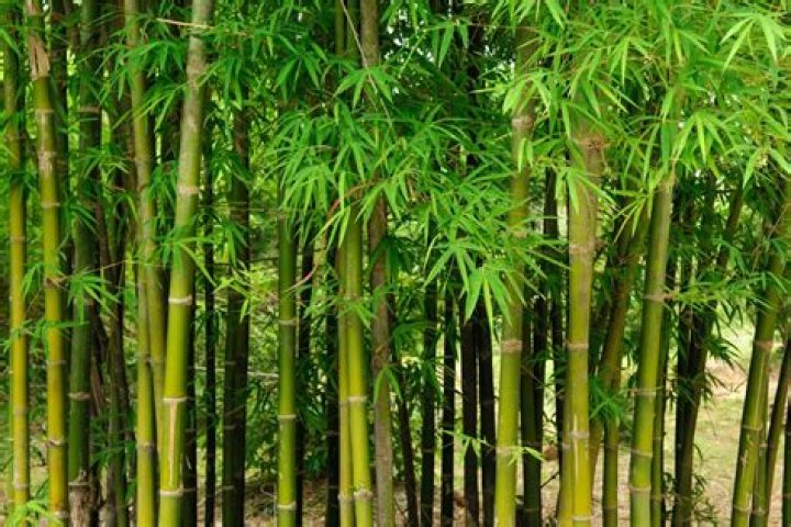 Can you grow bamboo in Missouri?