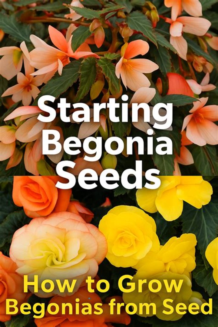 Can you grow begonia from seed?