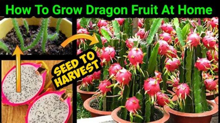 Can you grow dragon fruit from seed?
