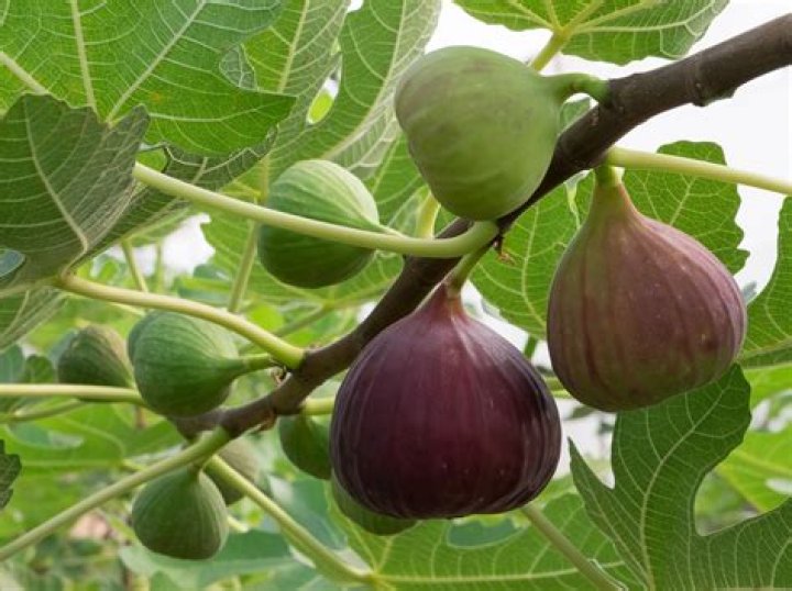 Can you grow figs in New England?