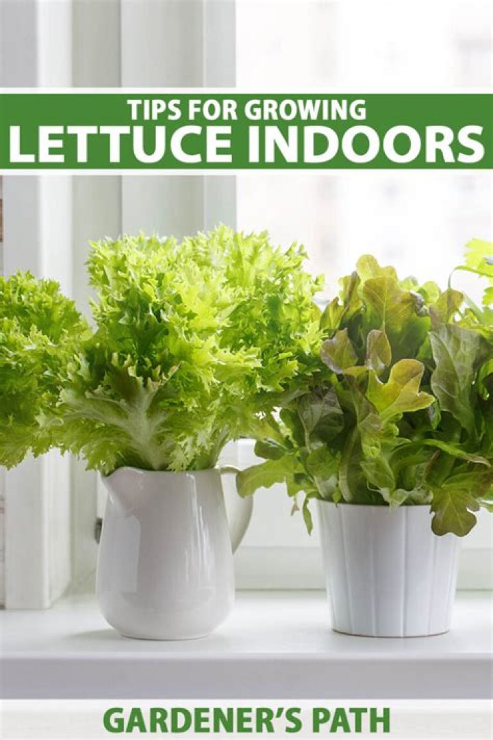 Can you grow lettuce indoors year round?