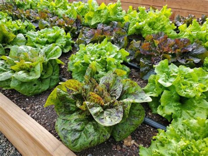 Can you grow tea in Oklahoma?