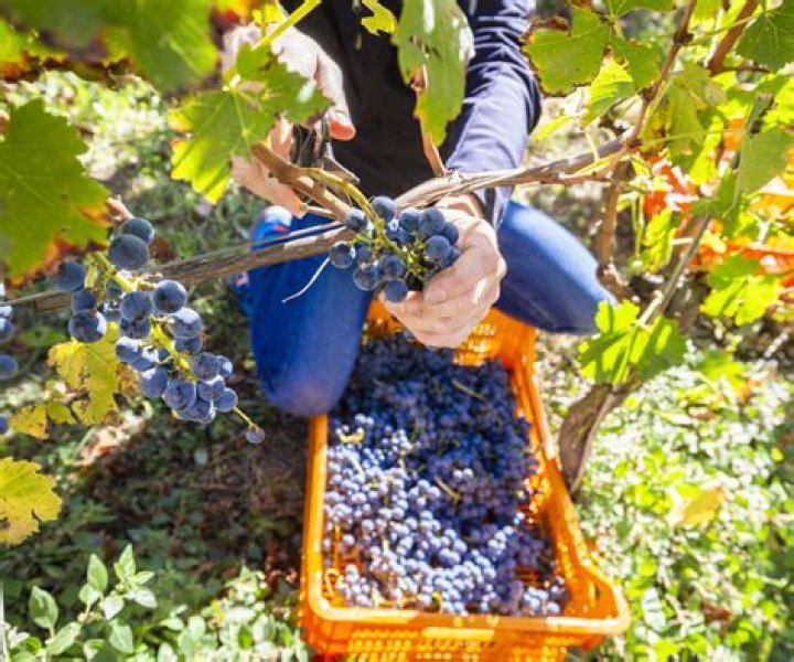 Can you harvest grapes in the rain?