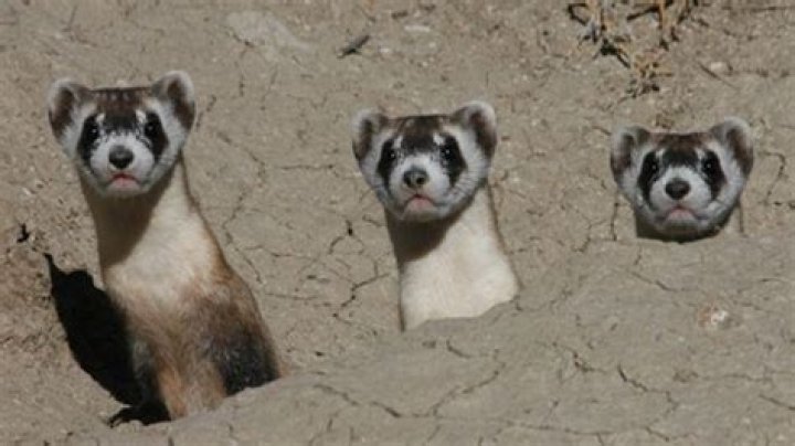 Can you have a ferret as a pet in NZ?