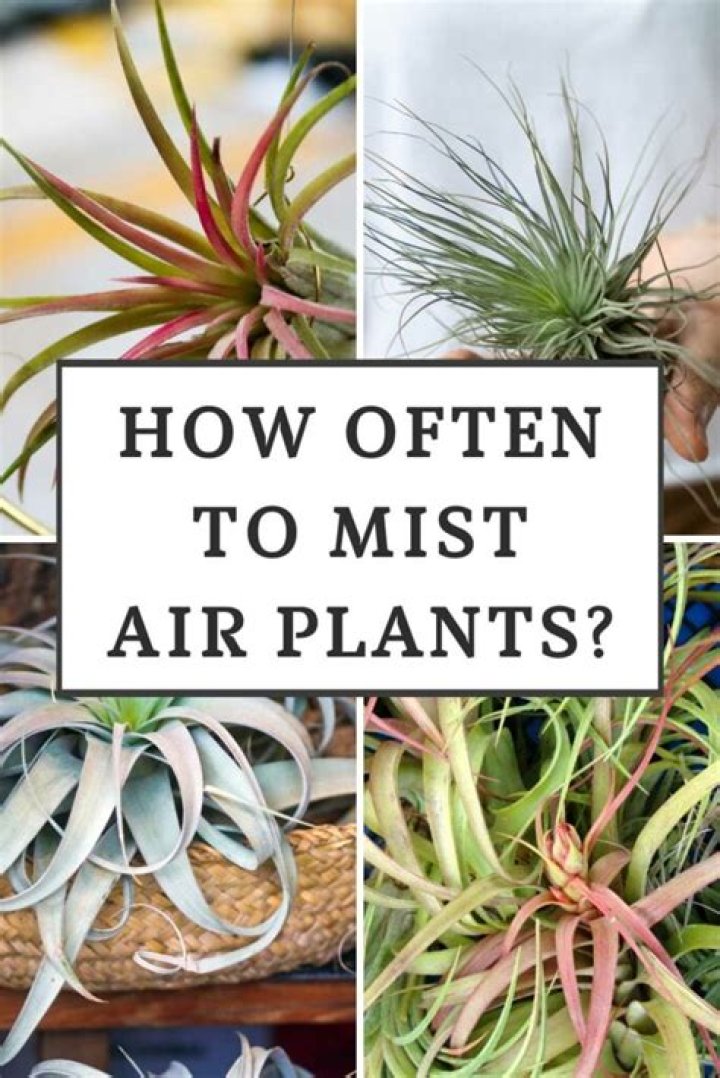 Can you just mist air plants?