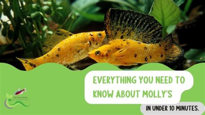 Can you keep all female mollies?