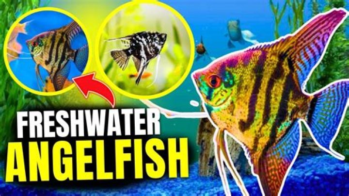Can you keep angelfish with cichlids?