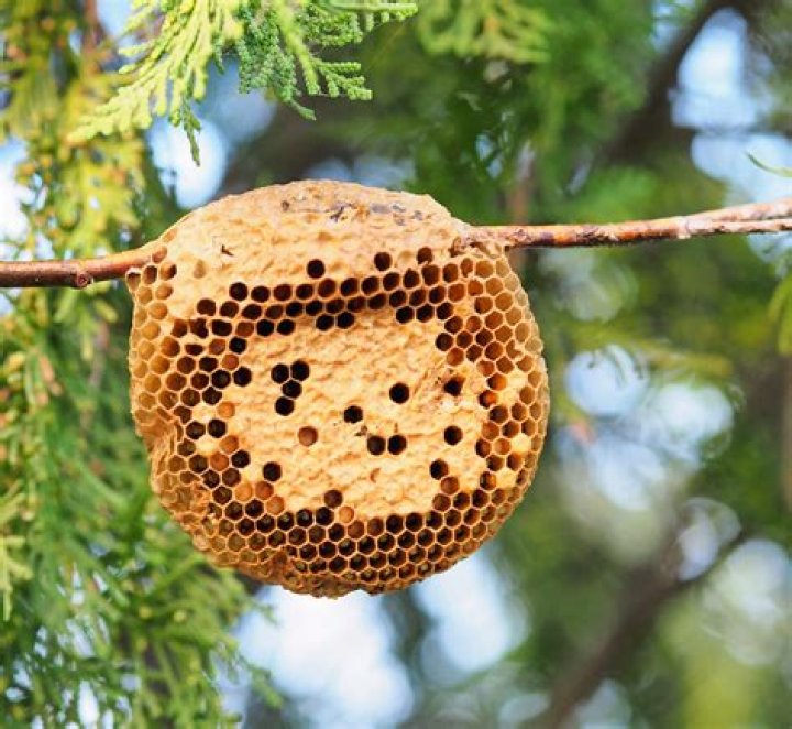 Can you move a honey bees nest?