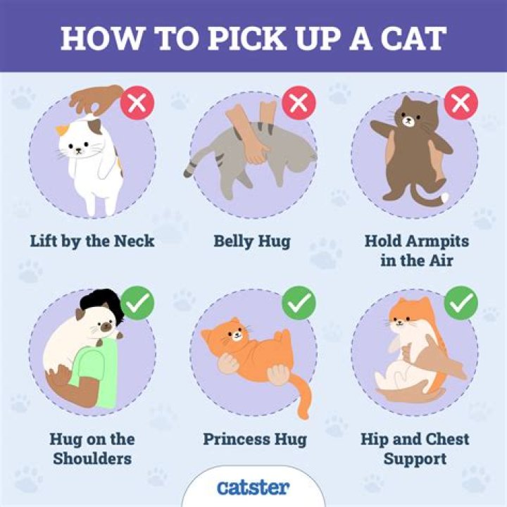 Can you pick a kitten up by its neck?