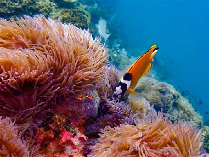 Can you plant coral in the ocean?