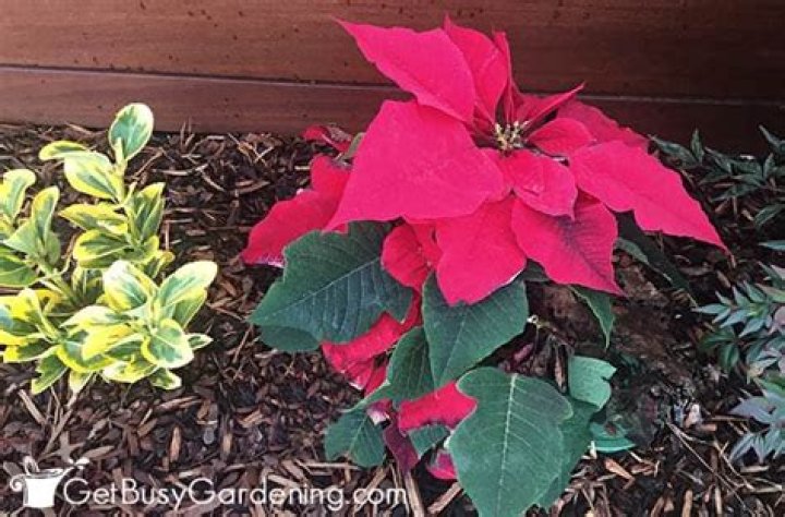 Can you plant poinsettias outside in California?