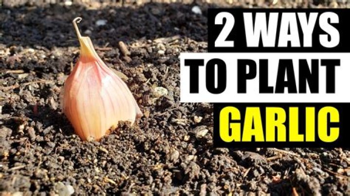 Can you plant small garlic cloves?