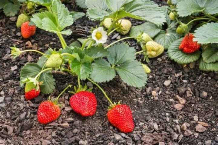 Can you plant strawberry plants in the fall?