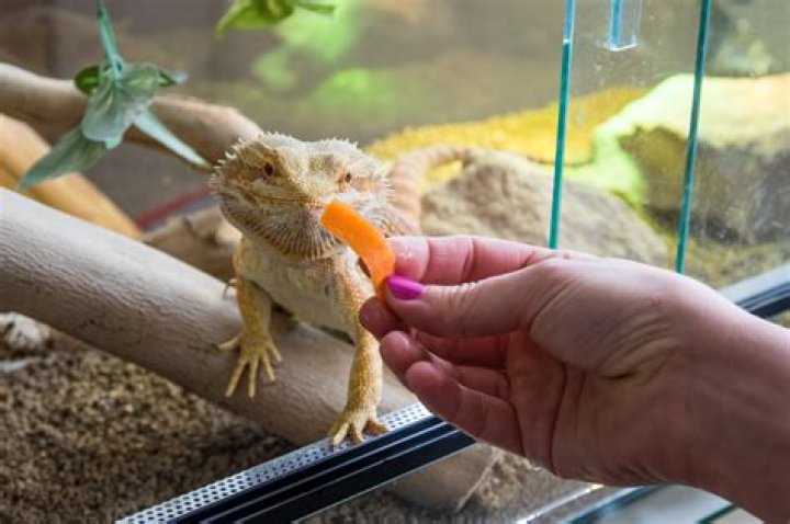 Can you put a gecko with a bearded dragon?