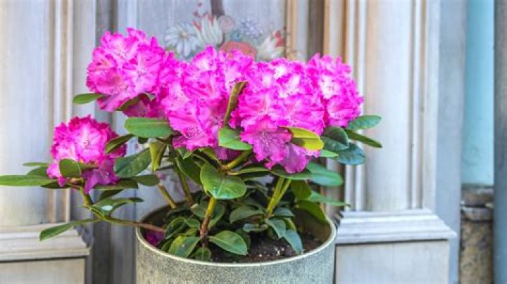 Can you relocate a rhododendron?