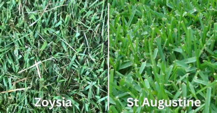 Can you seed Zoysia over St Augustine?