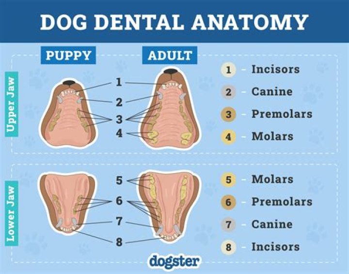 Can you tell how many puppies a dog will have by their nipples?
