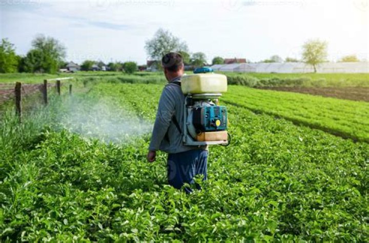 Can you use copper fungicide on tomato plants?