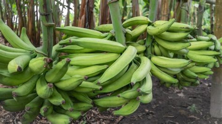 Can you use plantains instead of bananas?