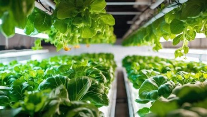 Can you use vinegar to lower pH in hydroponics?