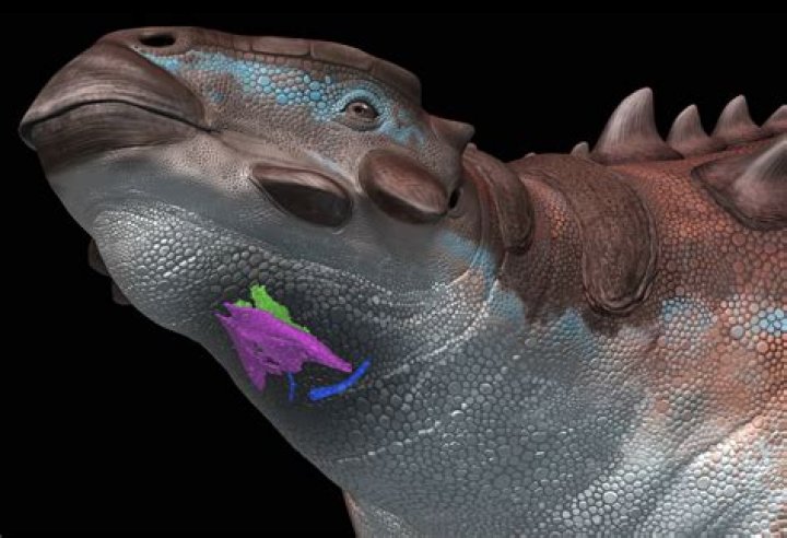 Did dinosaurs have vocal cords?