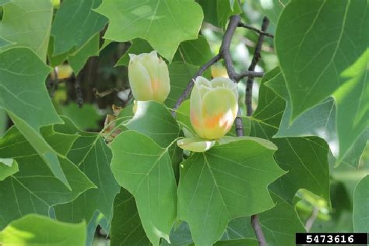 Do all tulip poplar trees bloom?