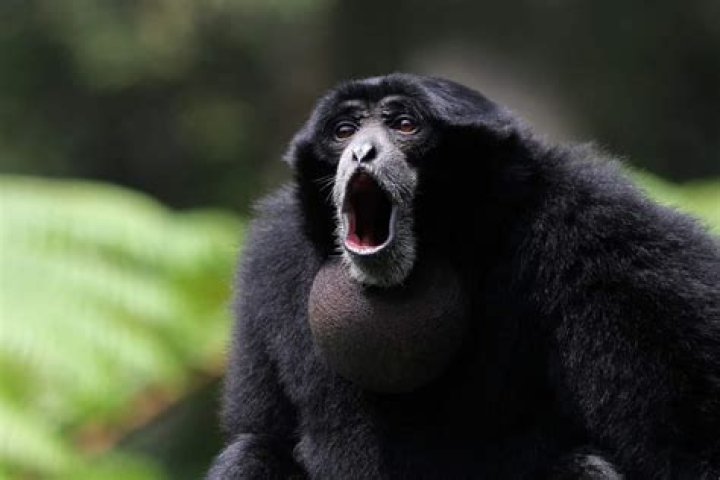 Do any other animals have language?