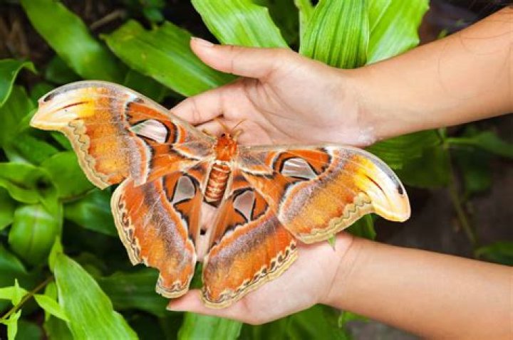 Do Atlas moths bite?
