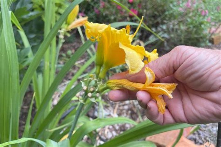 Do balloon flowers need to be deadheaded?