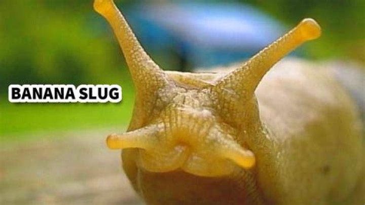 Do Banana Slugs have spots?