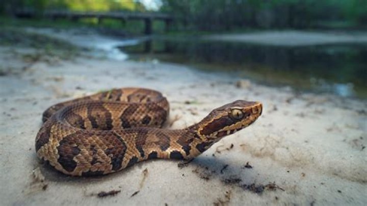 Do bass eat water moccasins?