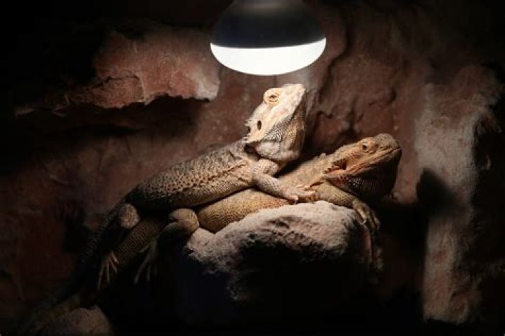 Do Bearded dragons need light at night?