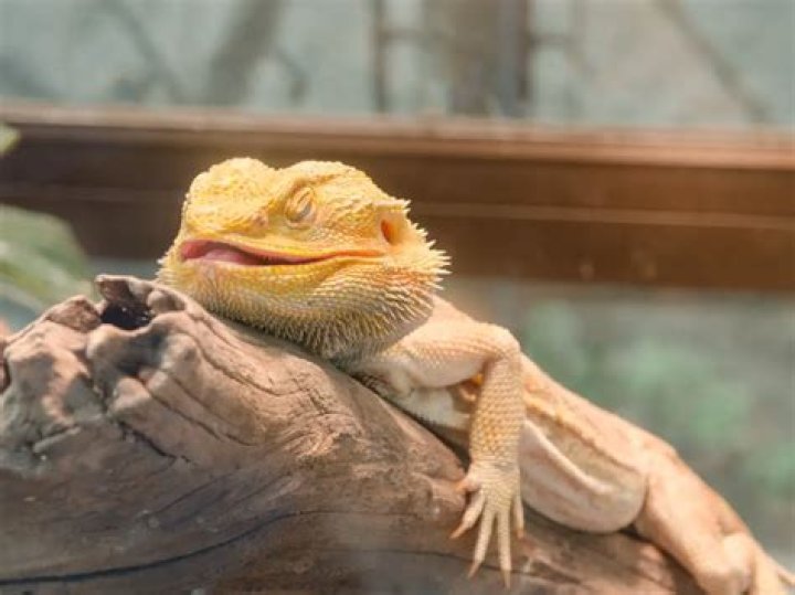 Do bearded dragons sleep alot?