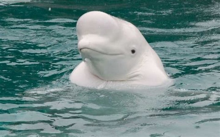 Do beluga whales have belly buttons?