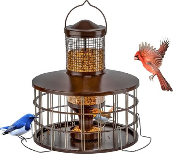 Do bird feeders make birds lazy?