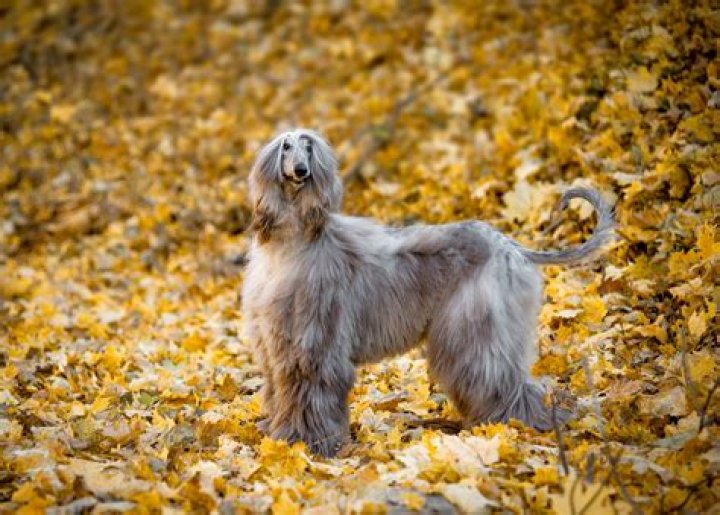 Do bluetick hounds make good pets?
