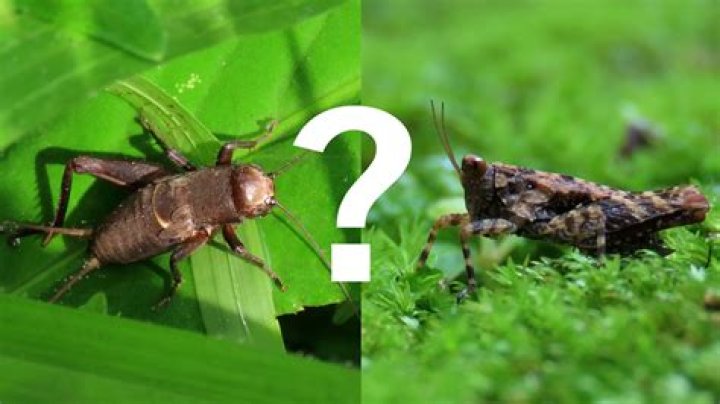 Do both male and female crickets chirp?