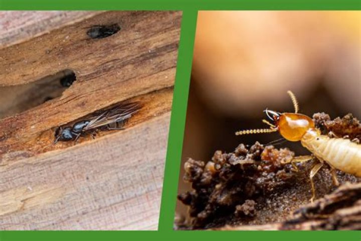 Do carpenter ants mean termites?