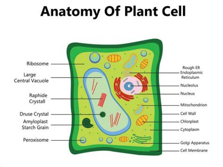 Do cells make up plants?