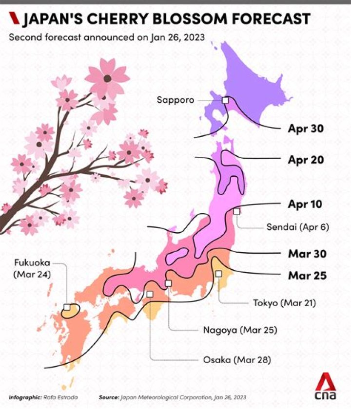 Do cherry trees need cold weather?