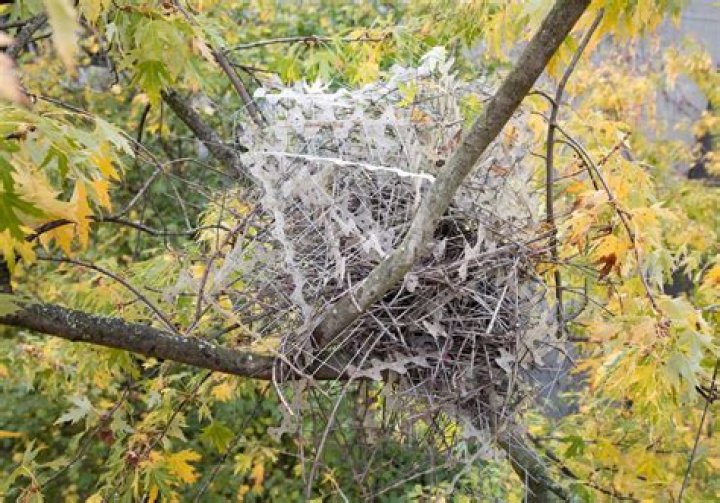 Do chickens make their own nests?