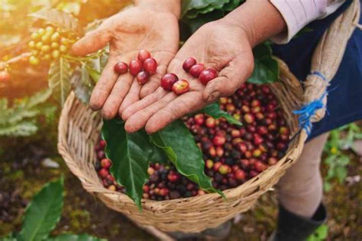 Do coffee beans grow on bushes?