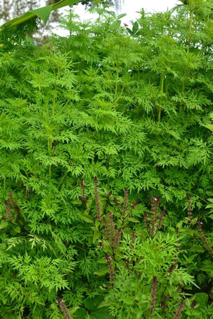 Do Cosmos have deep roots?