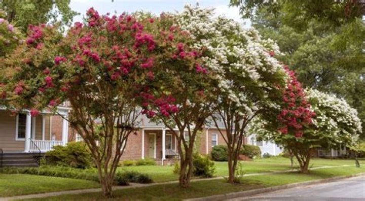 Do crepe myrtles grow in Washington state?