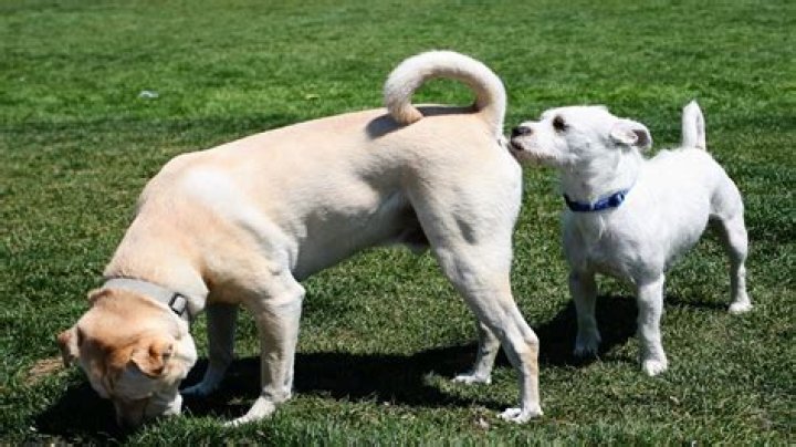 Do dogs hate smoke?