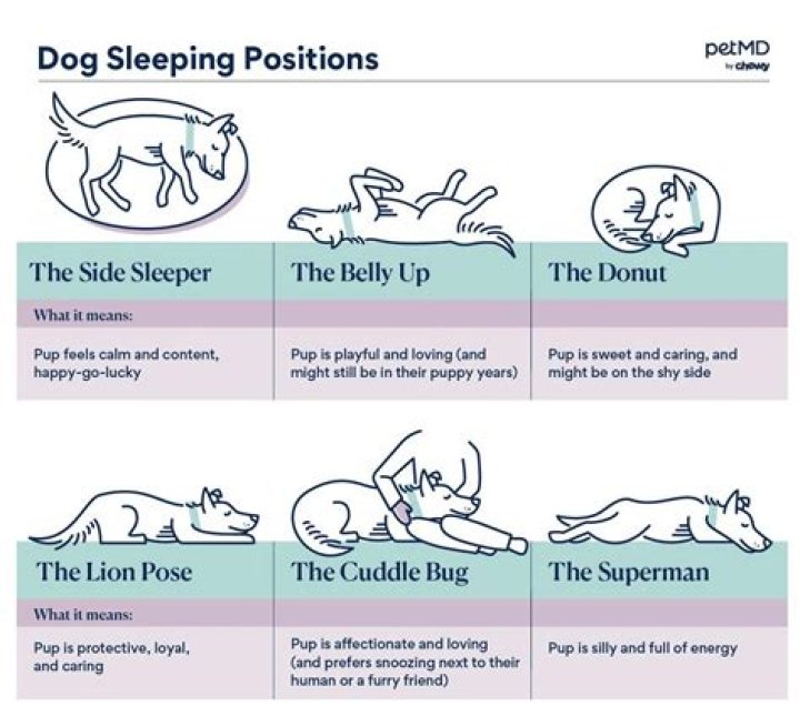 Do dogs lie or lay?