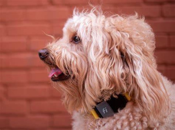 Do dogs remember past lives?