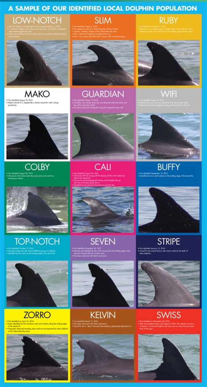 Do dolphins have fins and scales?